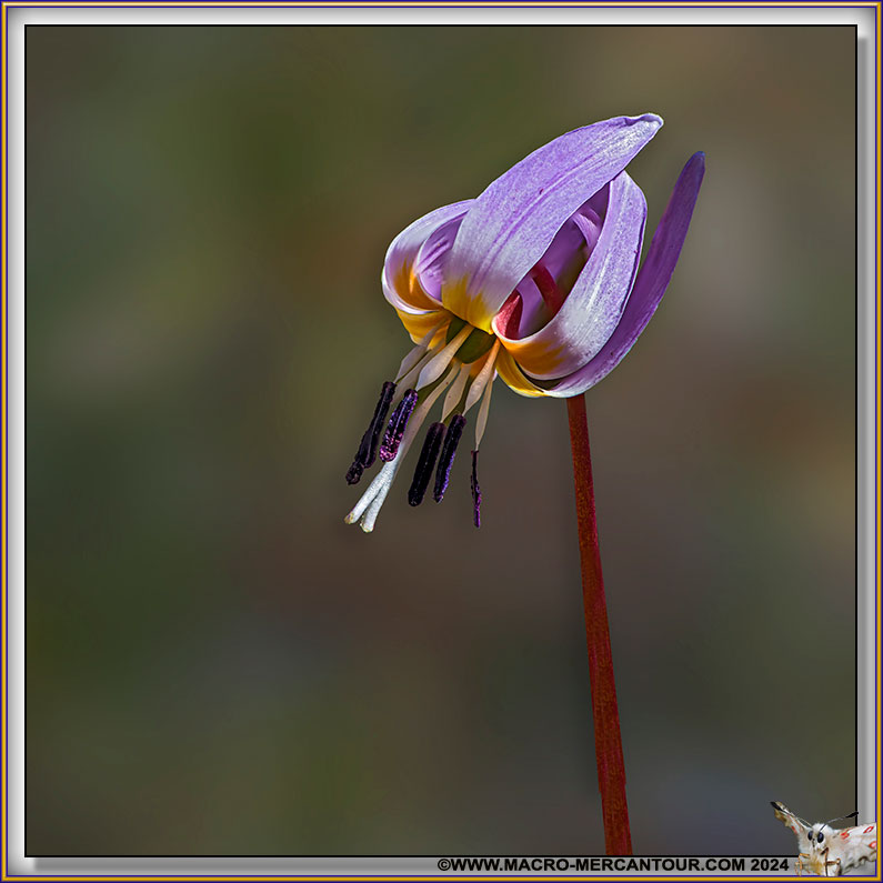 Erythrone dent de chien